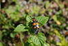 Nicrophorus sp